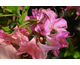 Azalea japonica
