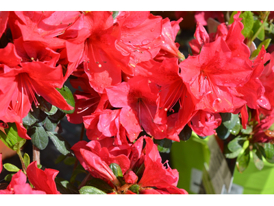 Azalea japonica