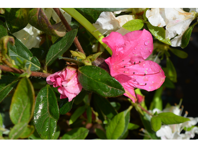 Azalea japonica