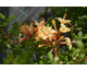 Azalea mollis None