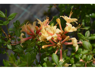 Azalea mollis