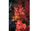 Berberis thunbergii Orange Ice