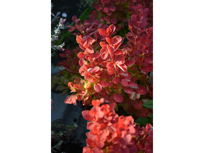 Berberis thunbergii