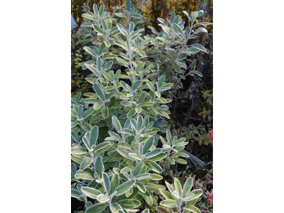 Brachyglottis compacta