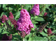 Buddleja davidii