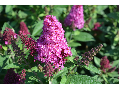 Buddleja davidii