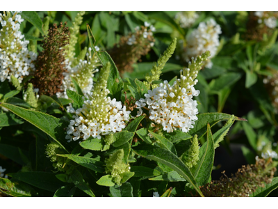 Buddleja davidii