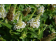 Buddleja davidii Butterfly Candy ® Little White