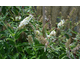 Buddleja davidii Miss Pearl ®