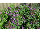 Buddleja davidii Tiny Buddy Deep Blue