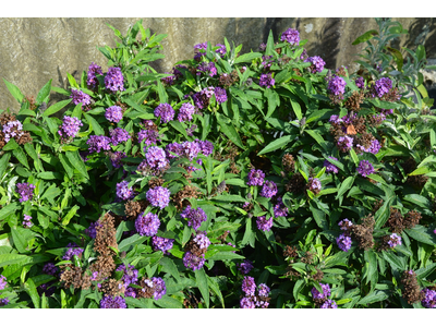 Buddleja davidii