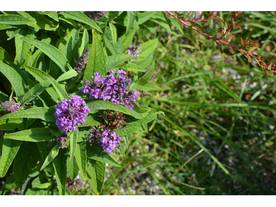 Buddleja davidii