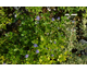 Ceanothus impressus Victoria