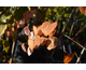 Cercidiphyllum japonicum None