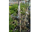 Cercis canadensis Carolina Sweetheart