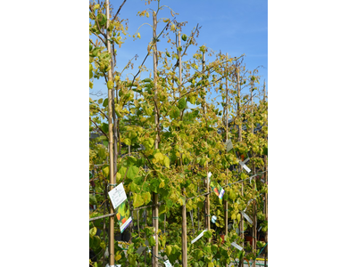 Cercis canadensis