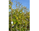 Cercis canadensis The Rising Sun ®