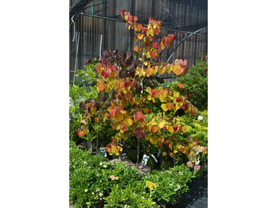 Cercis canadensis
