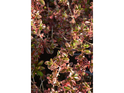 Coprosma repens