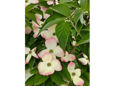 Cornus kousa