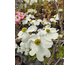 Cornus florida Cloud Nine