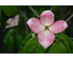 Cornus kousa Satomi Compact