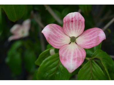 Cornus kousa