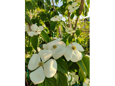 Cornus x