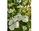 Cornus x Hyperion