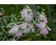 Cornus x Pevé Sammy