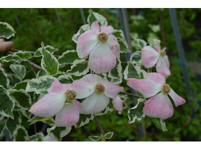 Cornus x