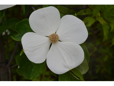 Cornus x