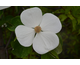 Cornus x Starlight