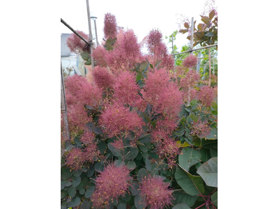 Cotinus coggygria
