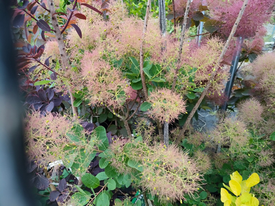 Cotinus coggygria