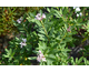 Daphne transatlantica Eternal Fragrance ®
