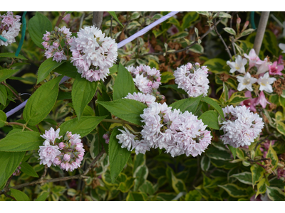 Deutzia