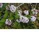 Deutzia Pink Pompon