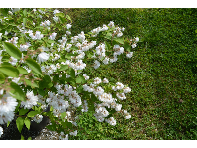 Deutzia