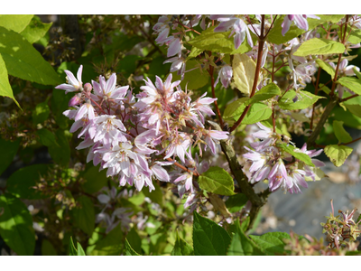 Deutzia