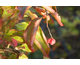 Euonymus europeus Red Cascade