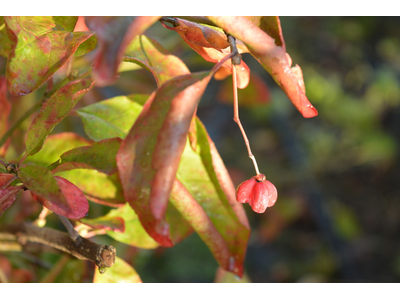 Euonymus europeus