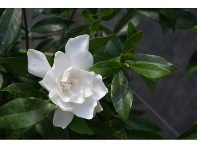 Gardenia jasminoides