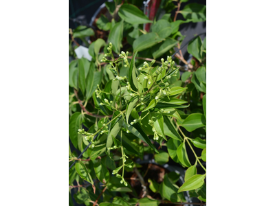 Heptacodium miconioides