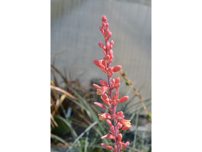 Hesperaloe parviflora