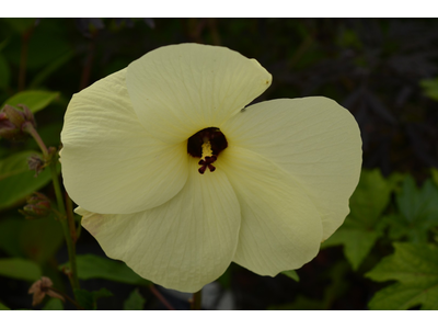 Hibiscus