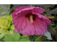 Hibiscus moscheutos Luna