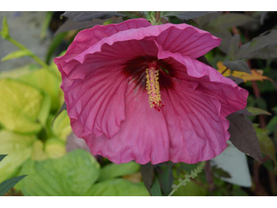 Hibiscus moscheutos