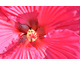 Hibiscus moscheutos Summerific ® Summer in Paradise