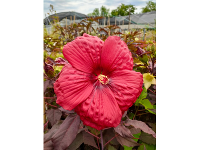 Hibiscus moscheutos